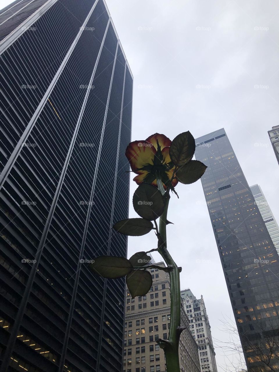 Low angle view of rose at New York memorial museum surrounded by skyscrapers 