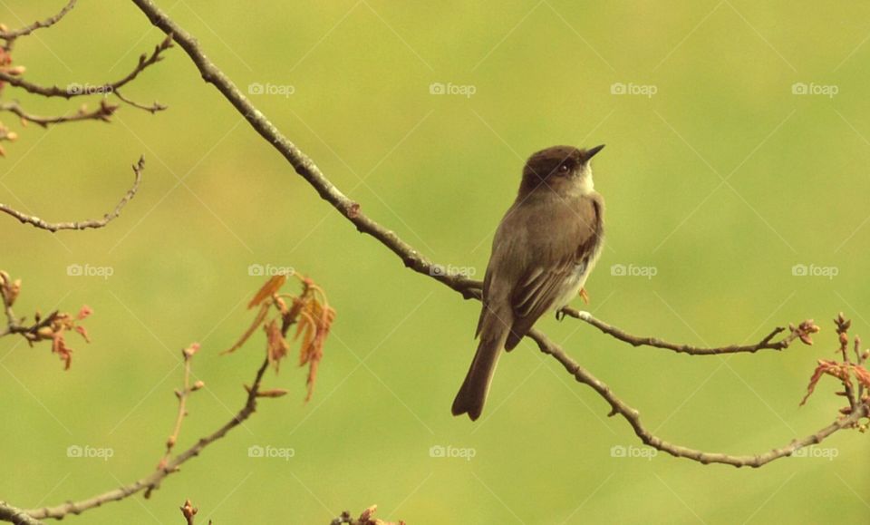 Eastern Phoebe flycatcher bird 