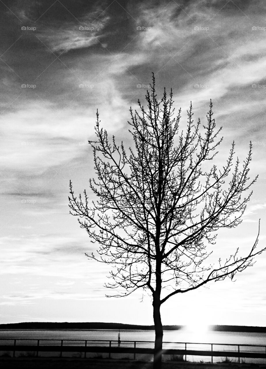 Lonesome tree. black lonesome tree 