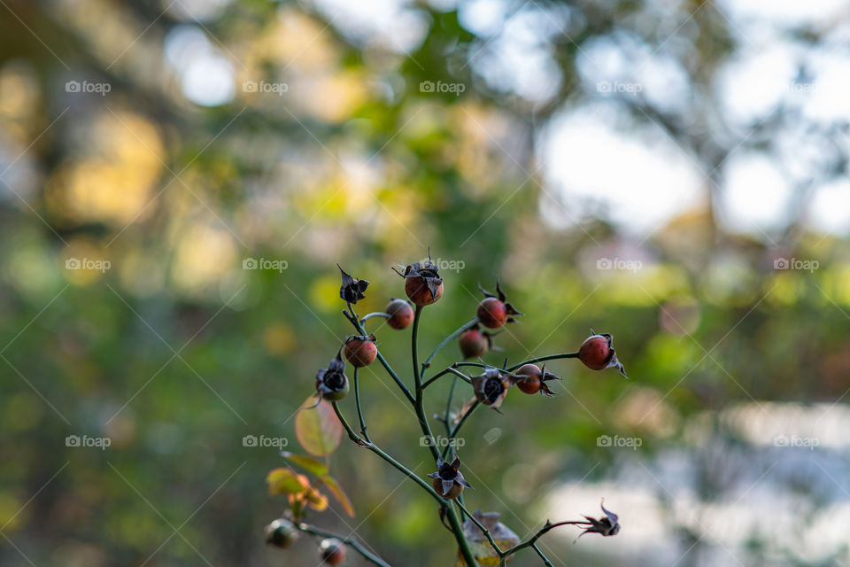 Tiny pomegranate