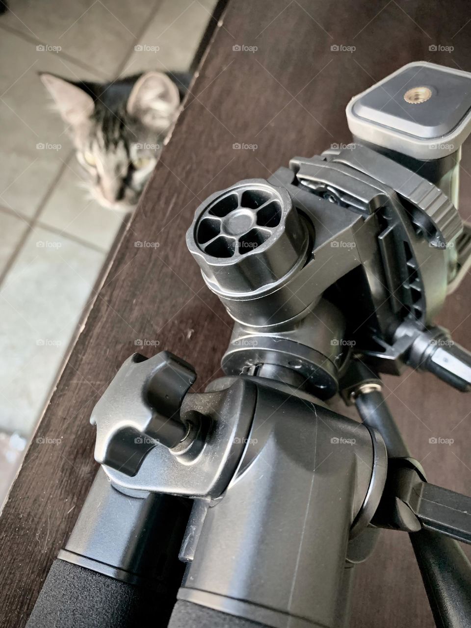 Kitten Heard And Is Looking To Watch Setting Up Tripod On The Dining Room Table.