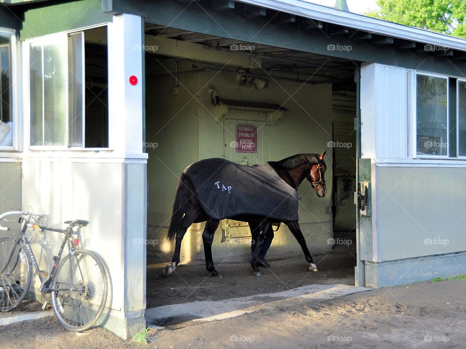 Todd Pletcher Racing Stabkes. Champion racehorses cool down after their morning workouts on the training track at Belmont Park.
Zazzle.com/Fleetphoto