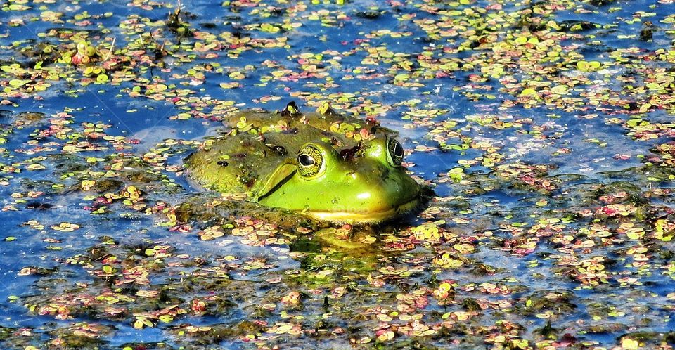 My neighbourhood Frog Boucherville Québec 