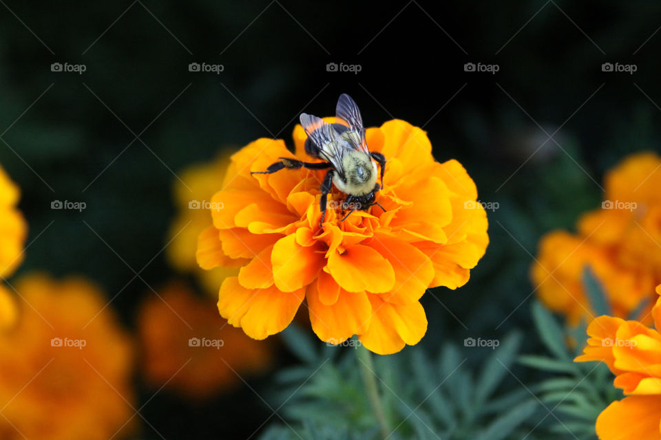 Close-up of marigold flower with insect