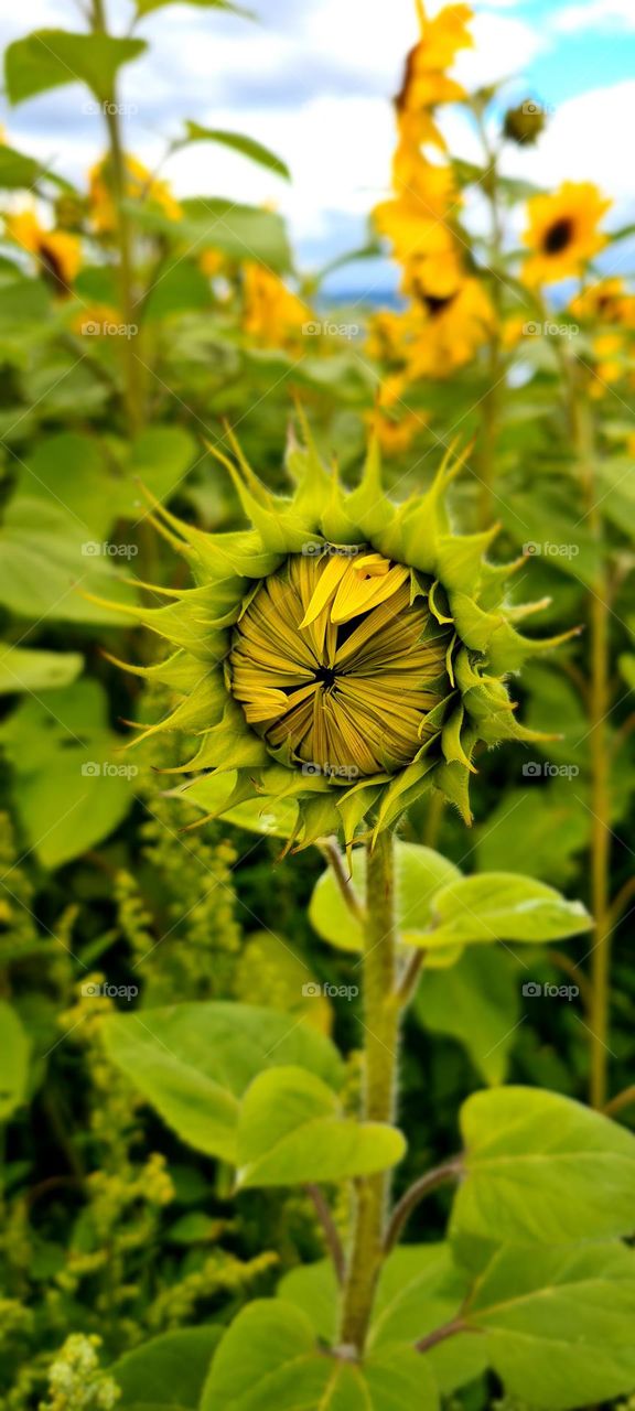 sunflower before opening