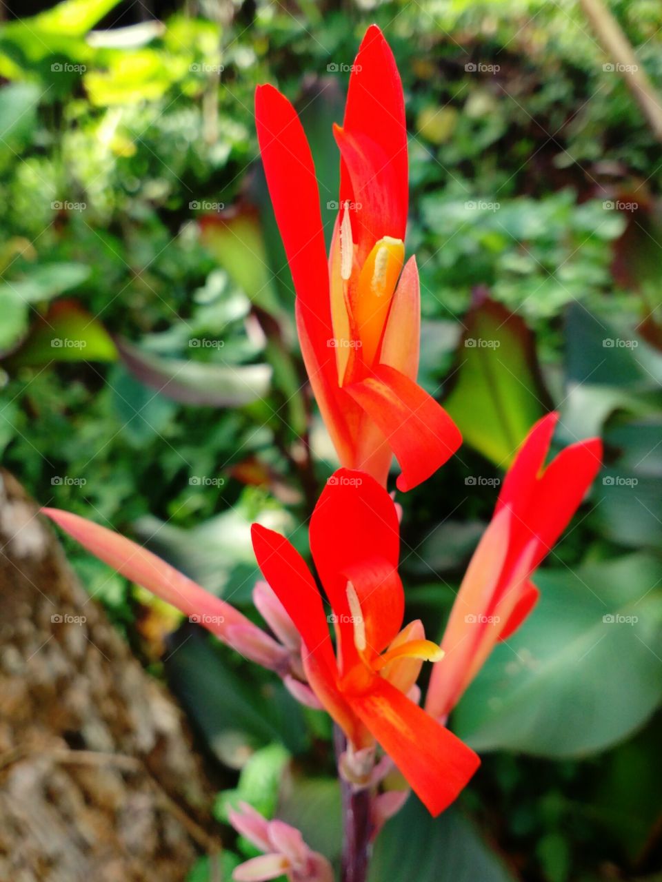 red flower