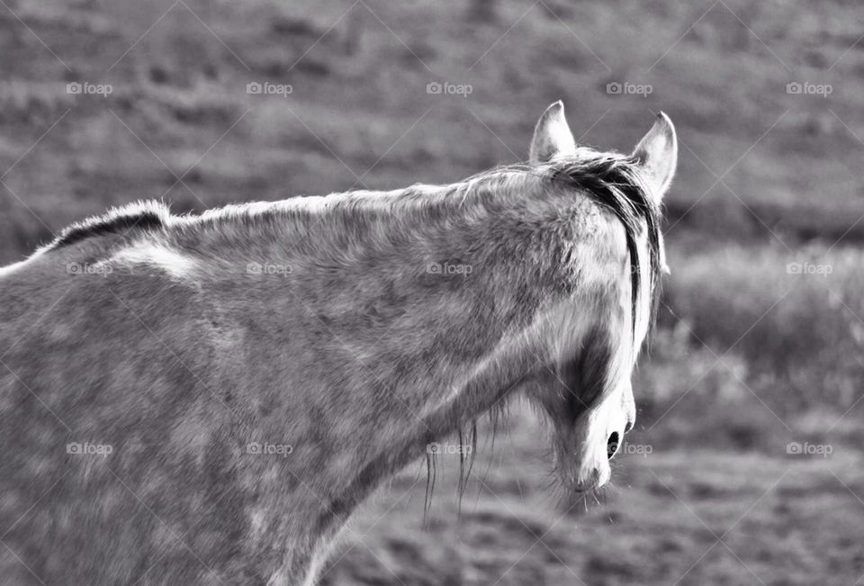 Horse black and white shot neck head from behind