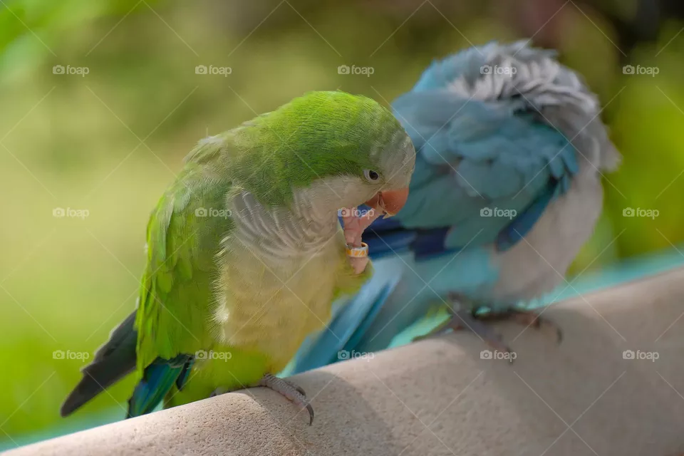green Bird