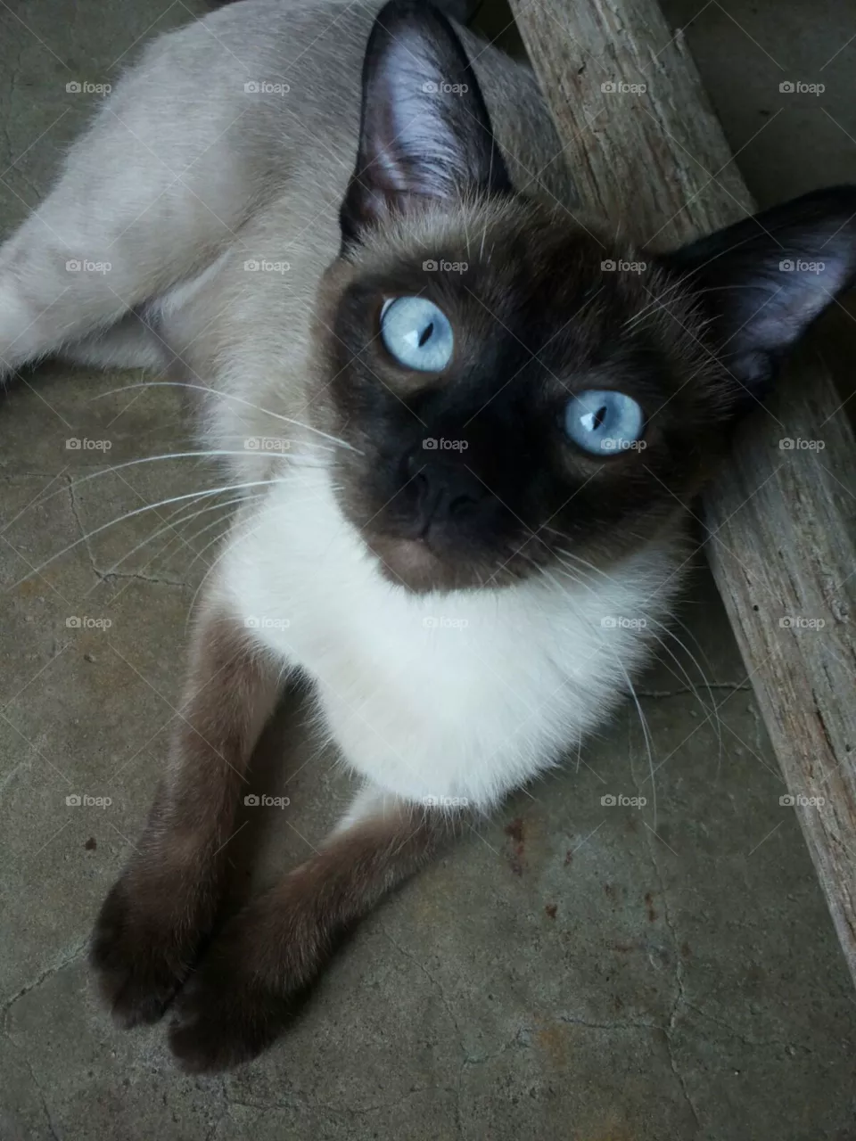 cat