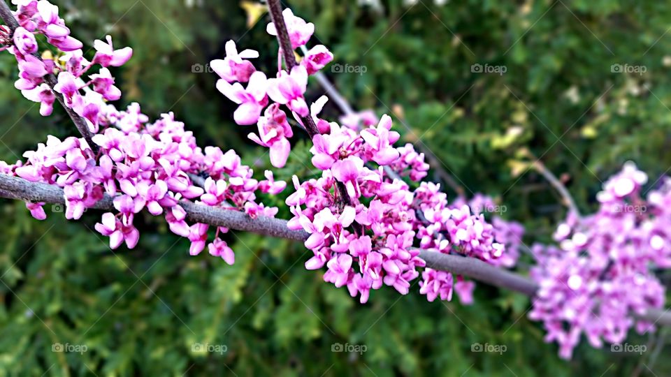 Spring Flowers pink tree