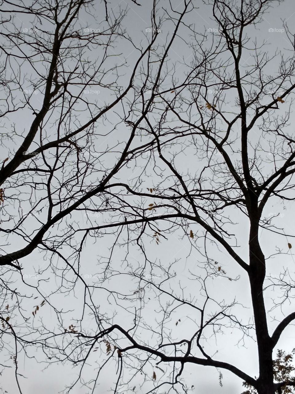 early evening of the fall and the trees are almost bare of their leaves
