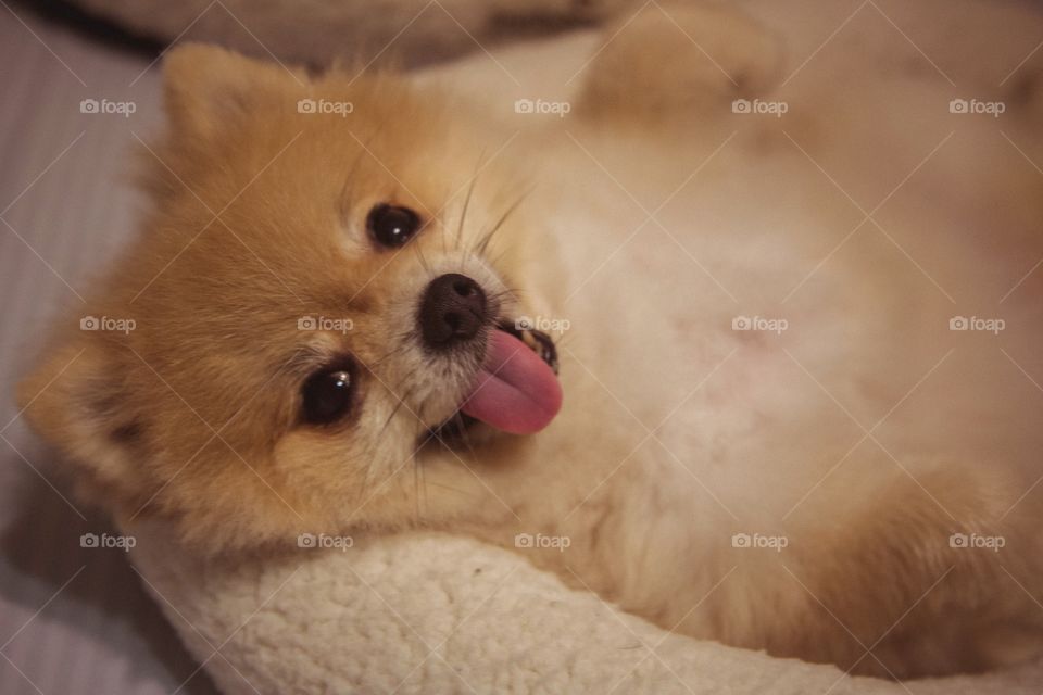 Dog lying in pet bed