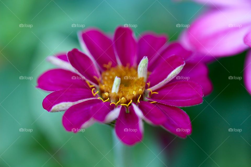 Fuschia Flower