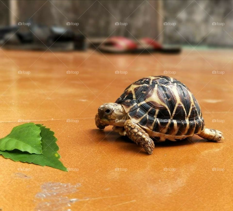 Tortoise