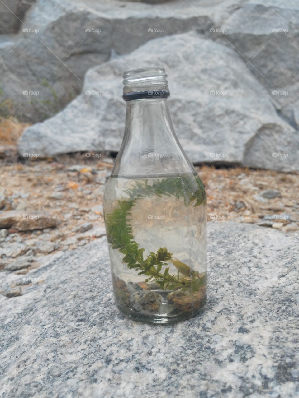 Glass, No Person, Bottle, Oil, Nature