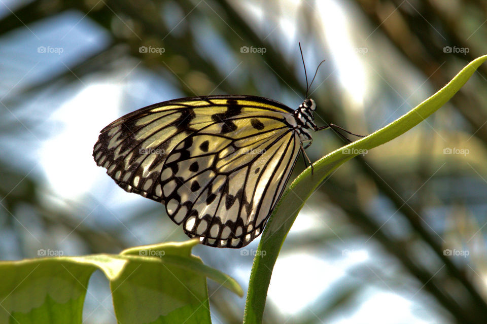 Nature, Butterfly, Insect, Summer, Outdoors