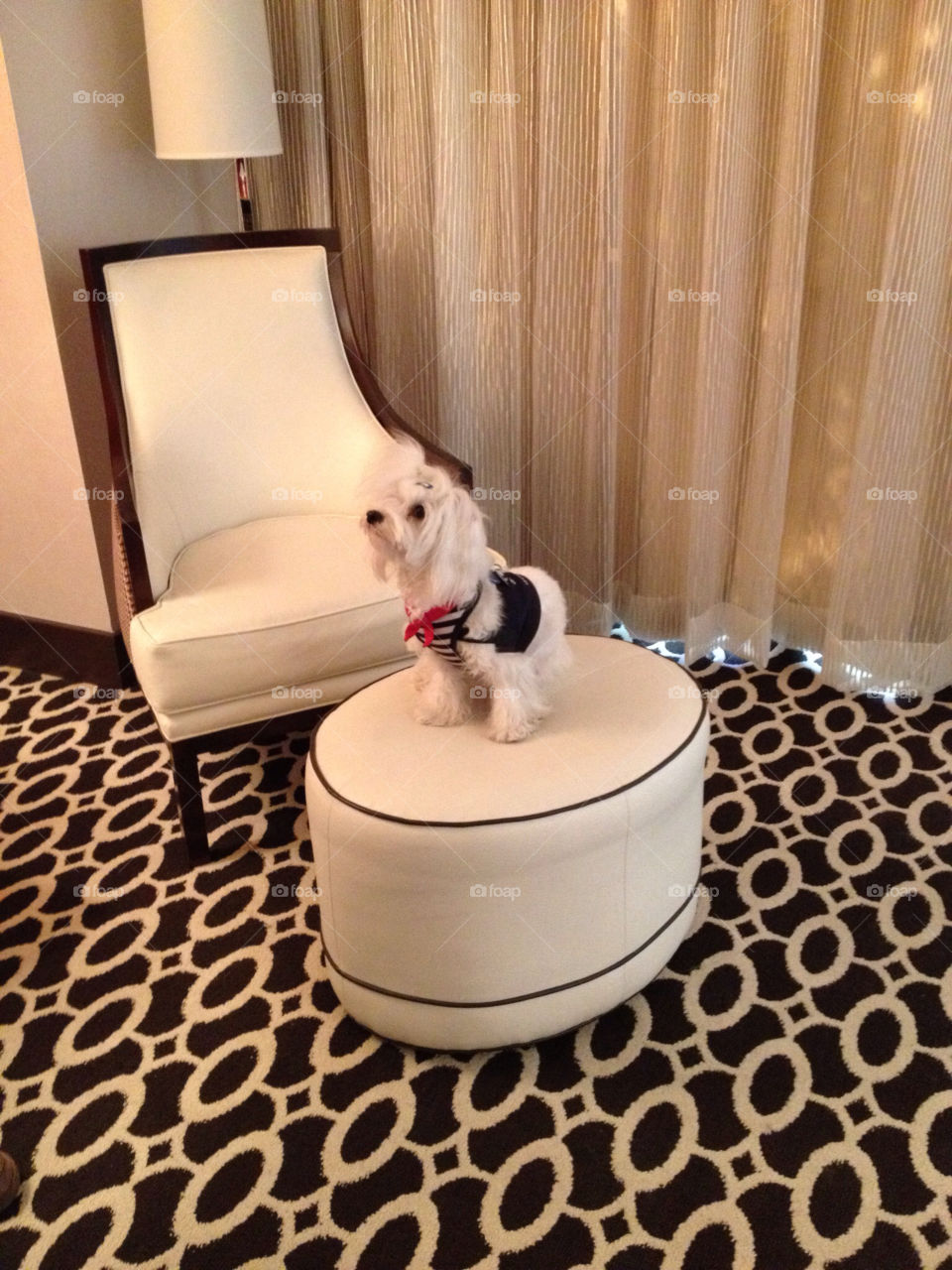 white chair travel dog by annieadj