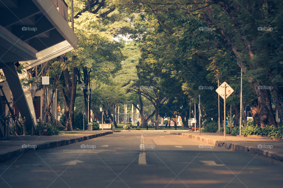 Road cover with tree in the evening 