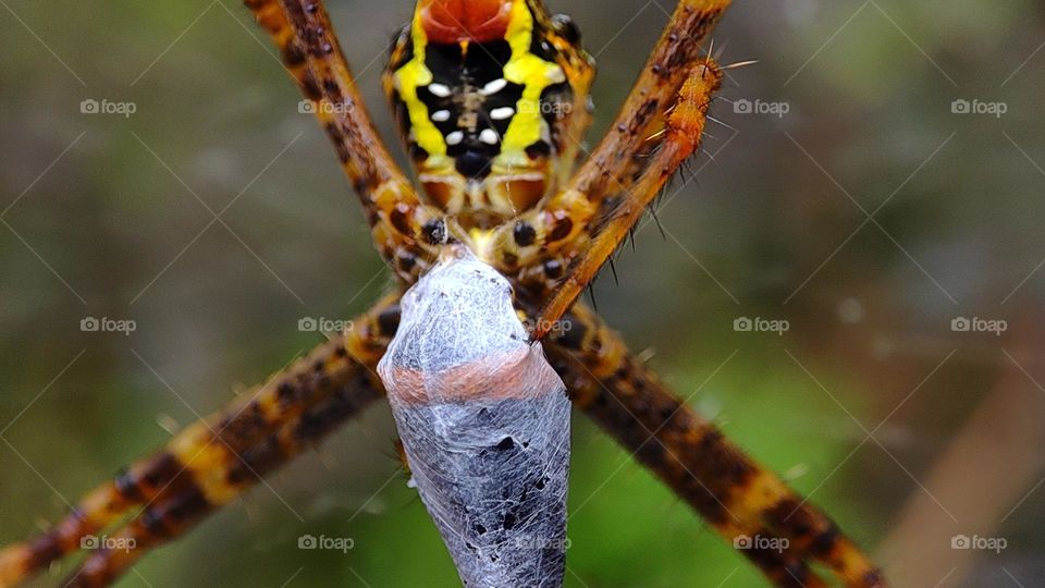 Spider wrapping his prey, spider wrapping an insect, spider caught an insect, scary spider, hunting spider, caught in a net, caught in a web