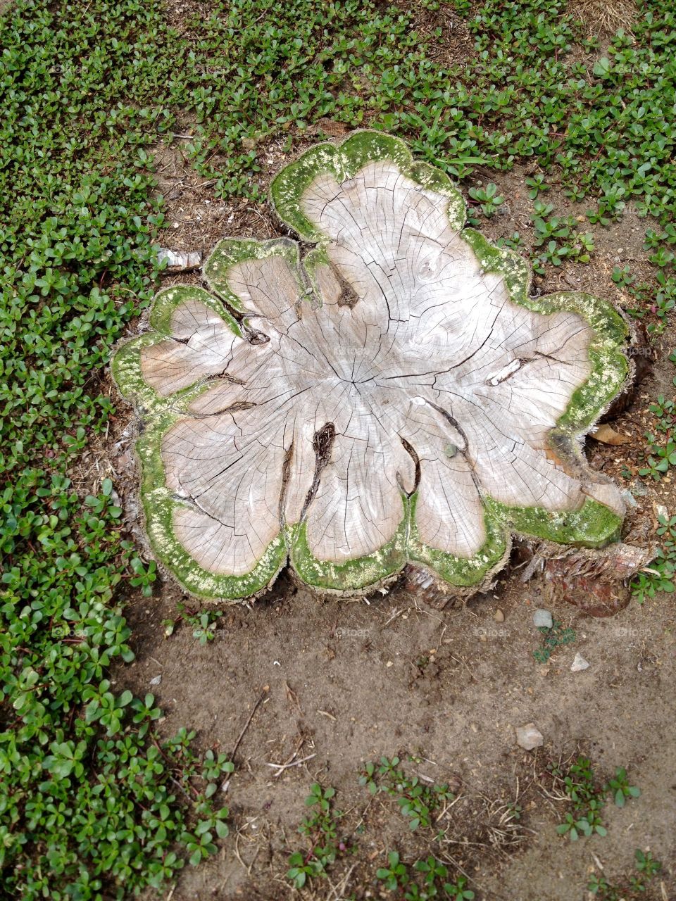 Green Color Story-cypress stump
