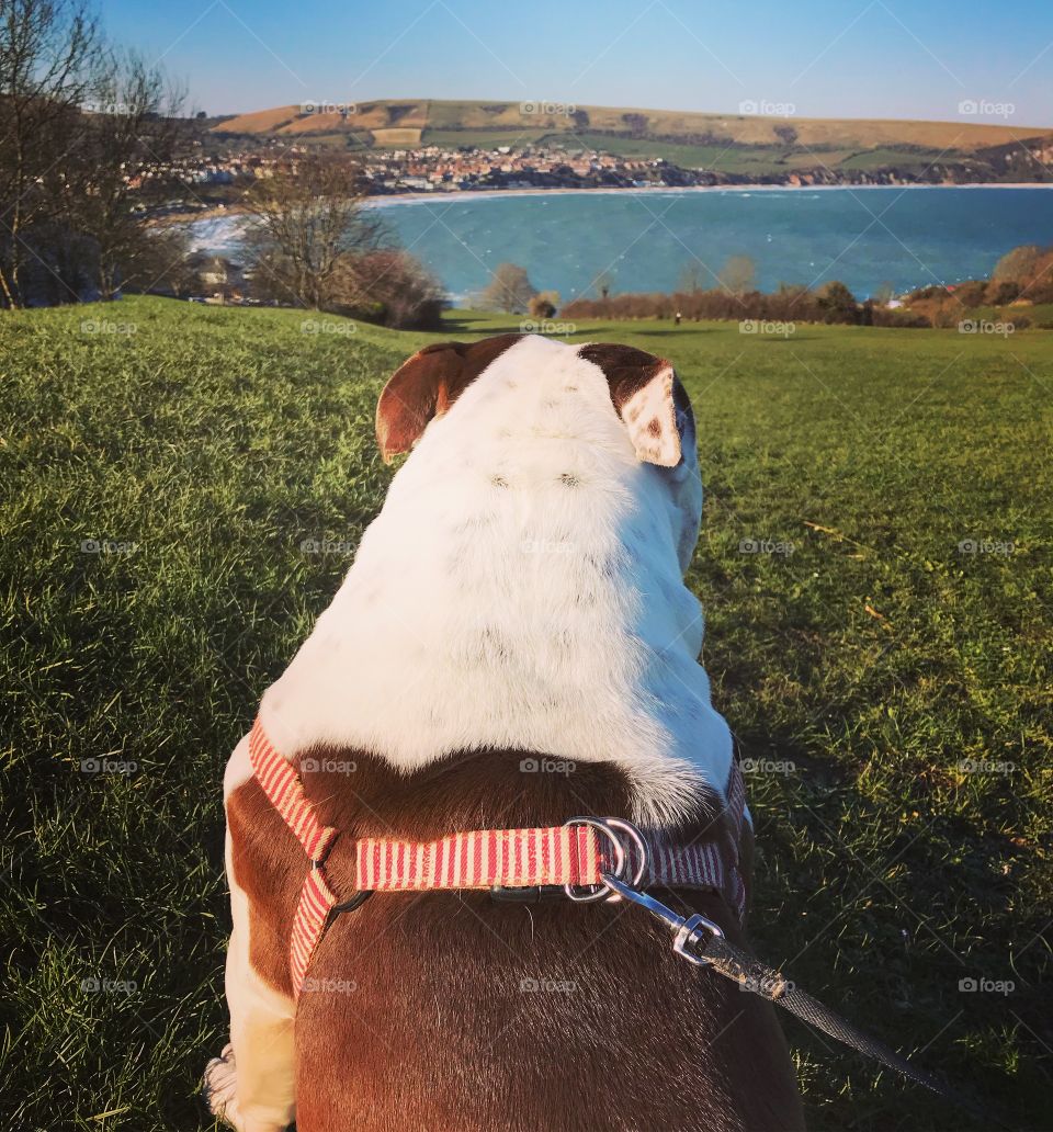 Bulldog at the coast 