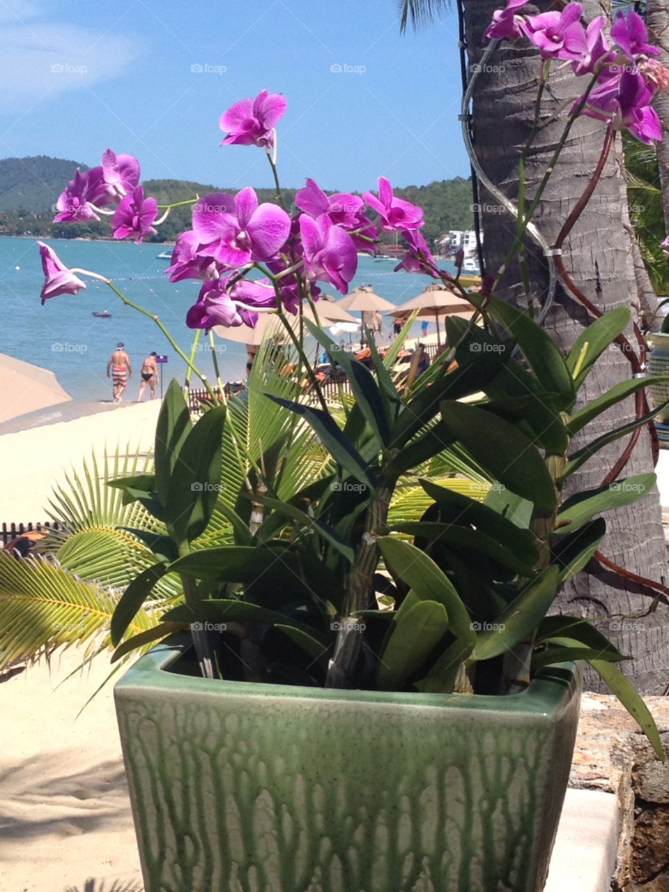 koh samui thailand ocean orchids beach scene by beadz