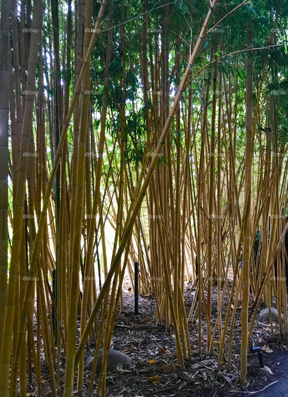 Bamboo 