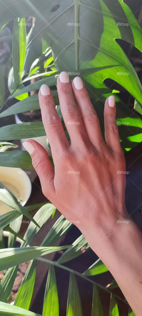 woman with white manicure near green leaves