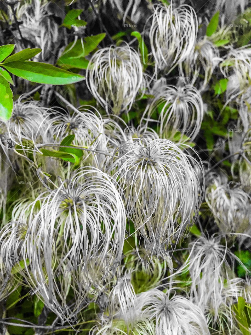 Accented green image of flora dying as Autumn days drag on