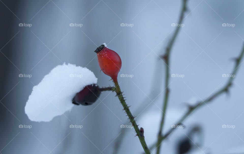 Red berry in the snow