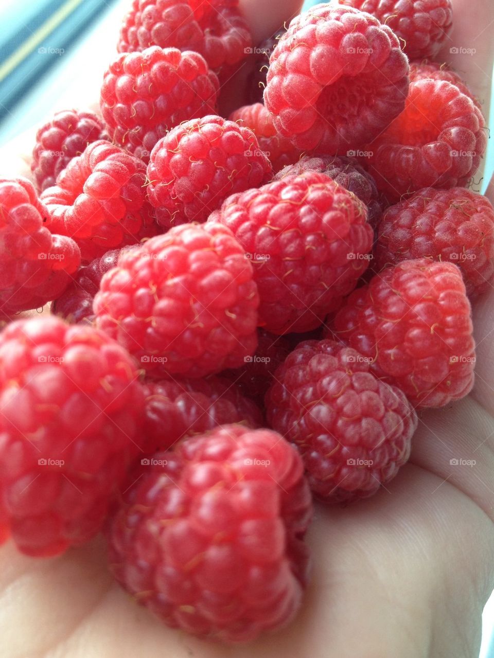 Fresh raspberries