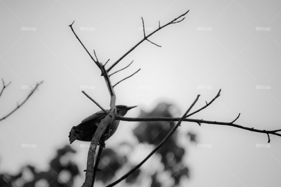 A bird patrolling its home flying from branch to roof while protecting it. A near silhouette but I preferred to keep most of the detail rather than losing some of those blacks and shadows. 