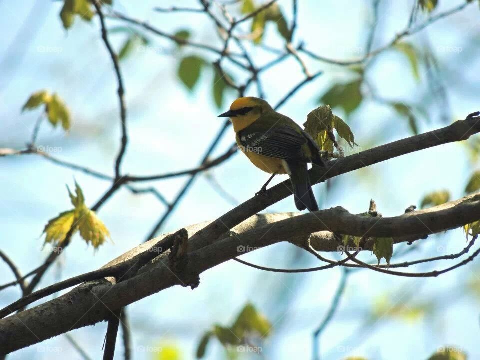 Blue winged warbler