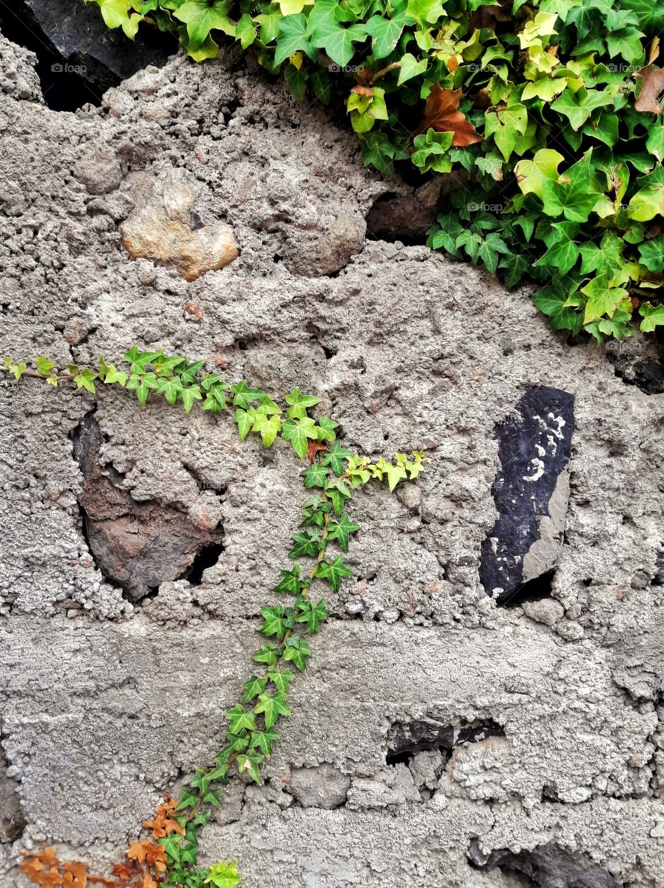 stone wall with a green vine
