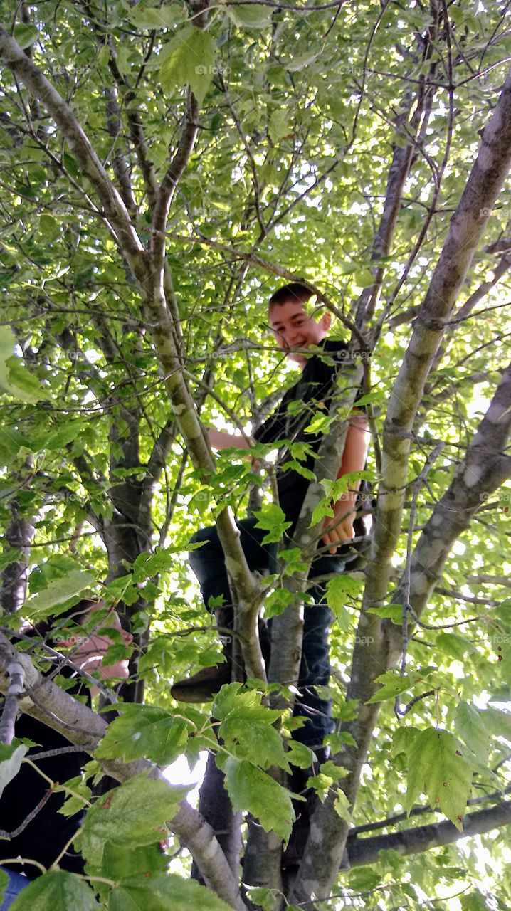 Tree Climb