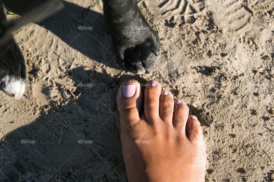 walking the dog down the street, the owner walks the weakling, teaches her, cleans up after her, educates, plays with his pet. people and dogs are best friends