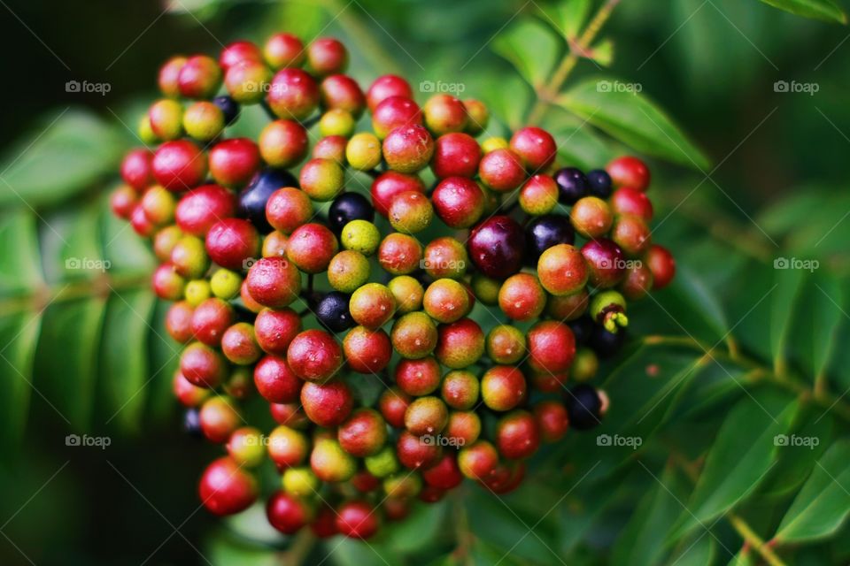 Close-up of unripe rowan berries