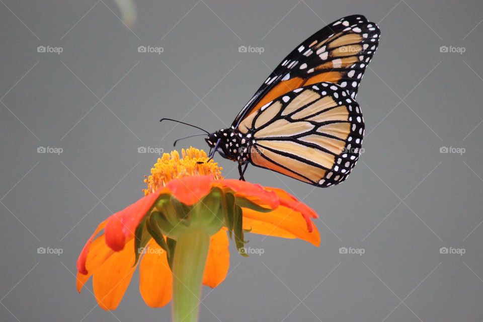 Monarch butterfly on a flower 