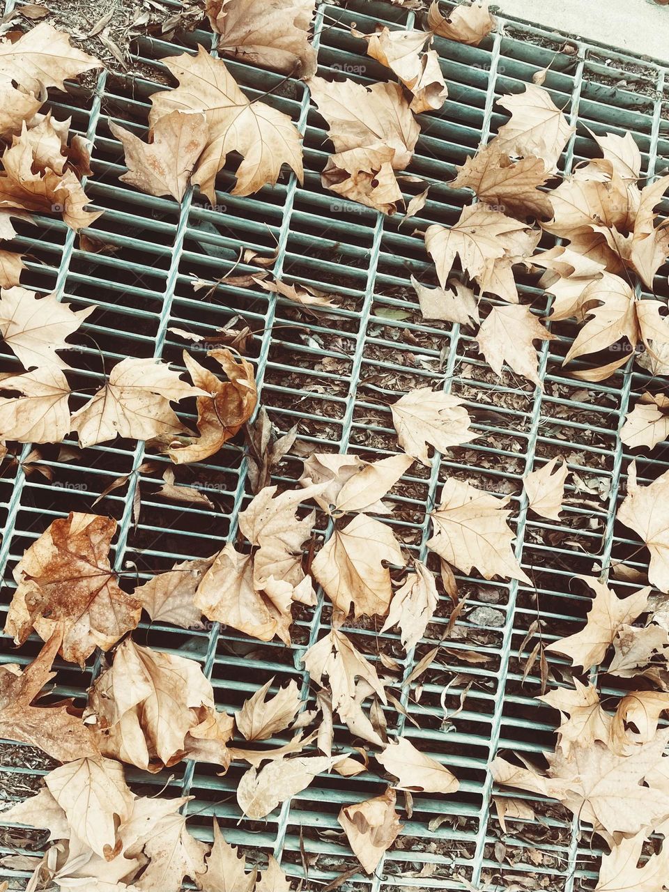 Timely photo of maple dried up leaf’s 