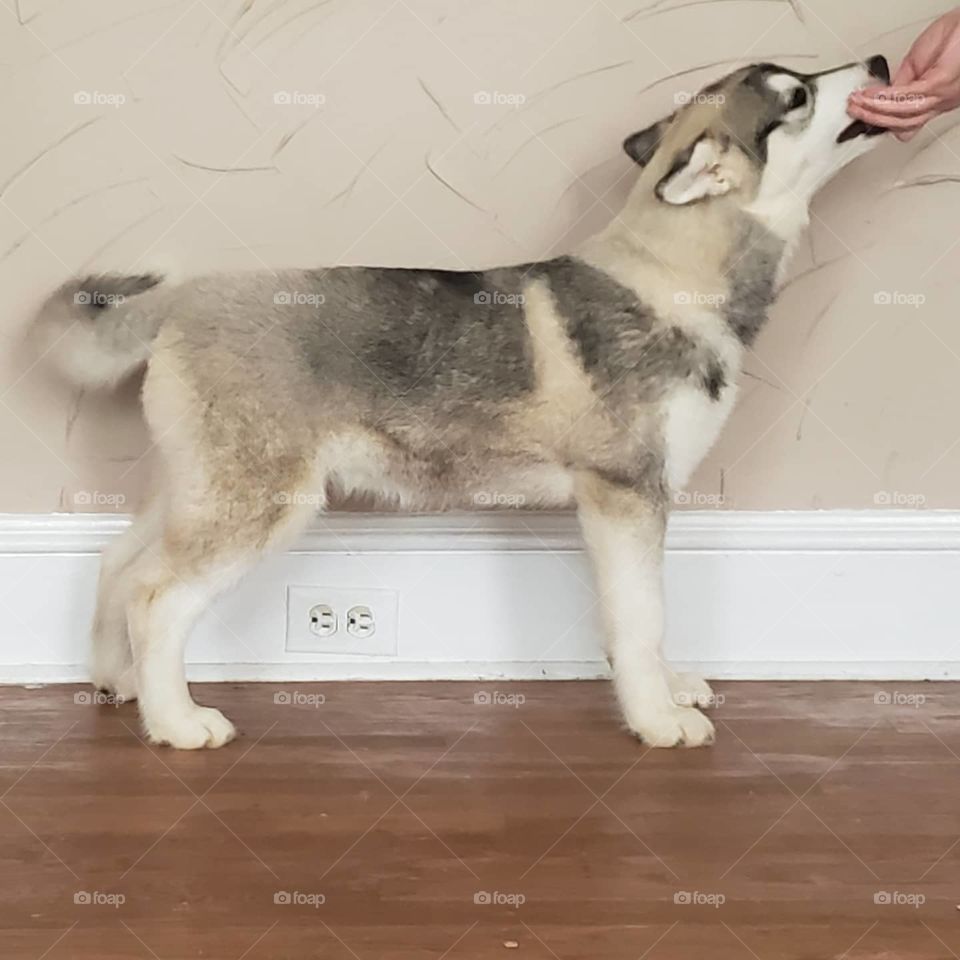 Nyx
Aka Koori Yama's Goddess of the Night 
AKC Registered Siberian Husky
Solid Stacking, certainly getting better!
insta: howling_winds_siberians