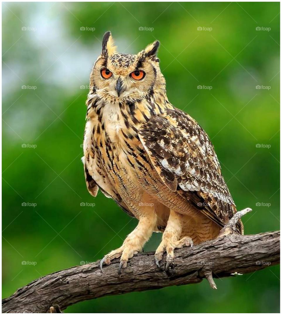 owl Bird