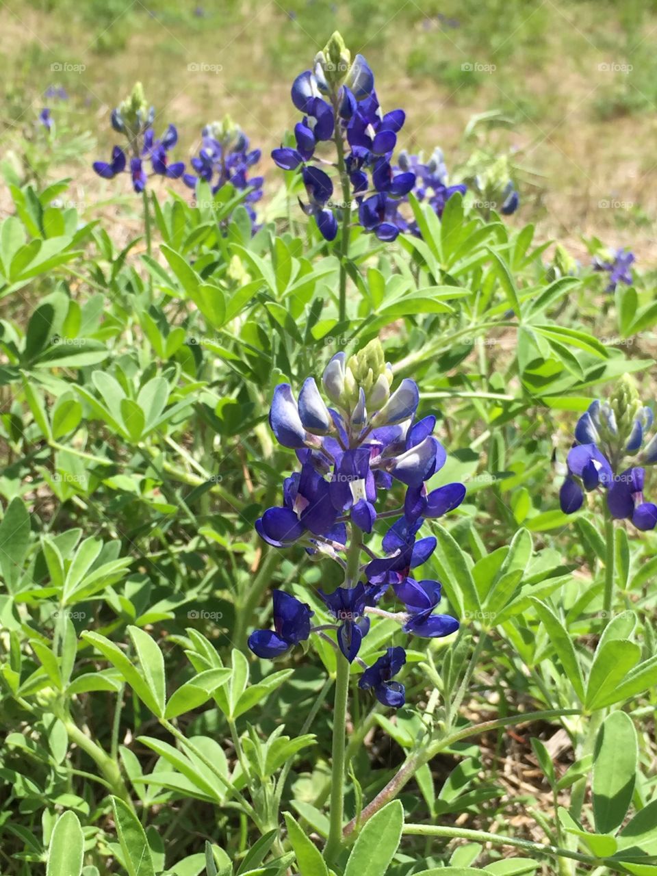 Bluebonnets