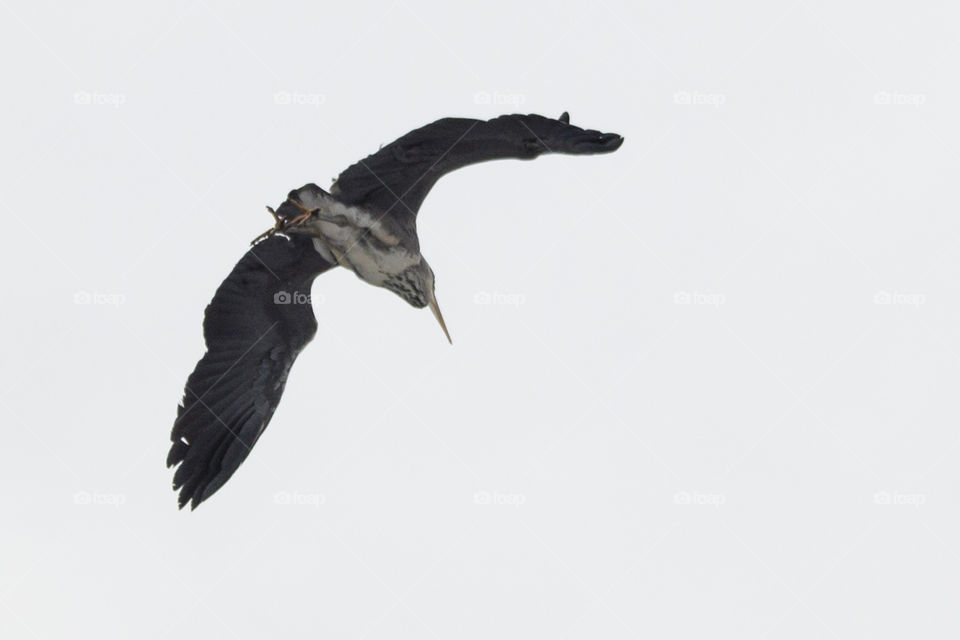 Large bird flying in the sky - grey heron  - grå häger flyger
