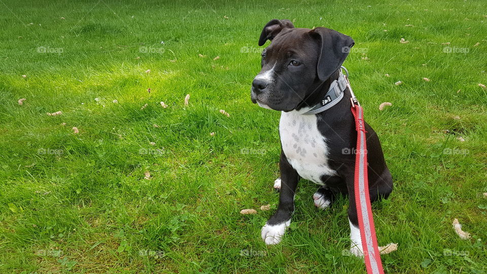Cute puppy dog sitting in the grass - gullig hund amstaff valp sitter i gräset
