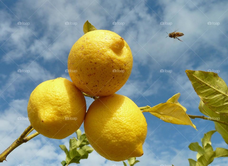 Lemons on the Tree