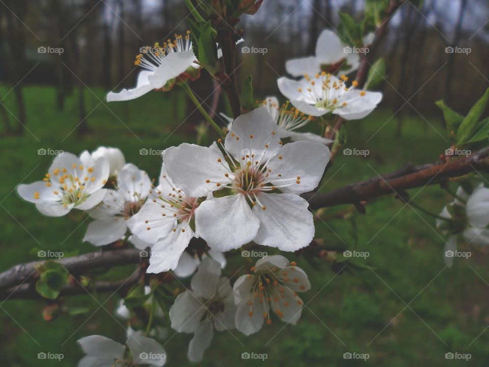 apple blossom in spring