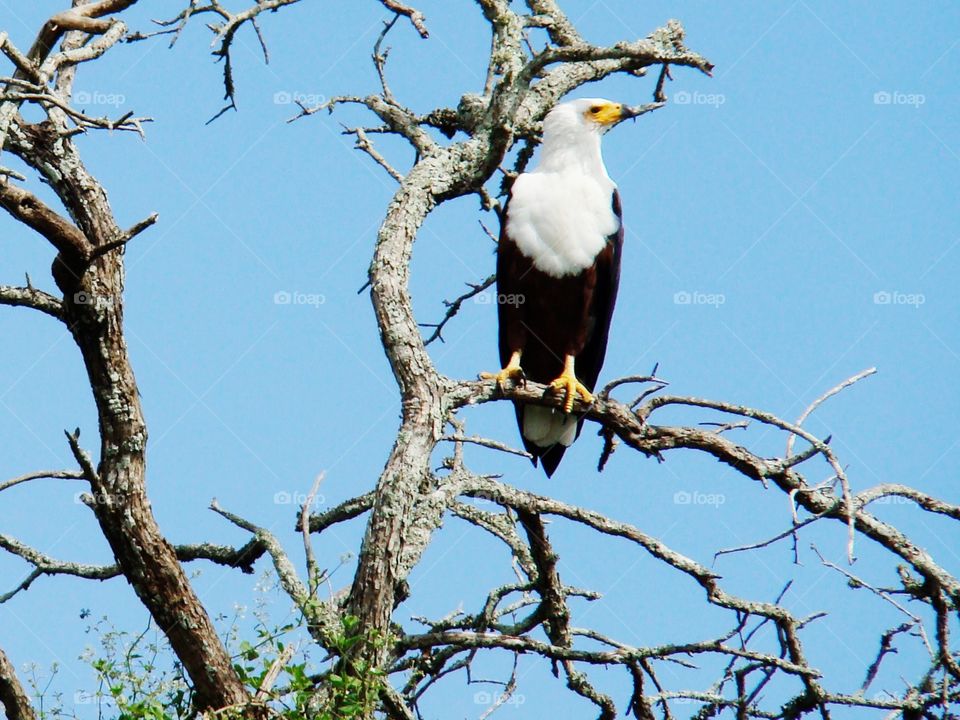 Fish eagle
