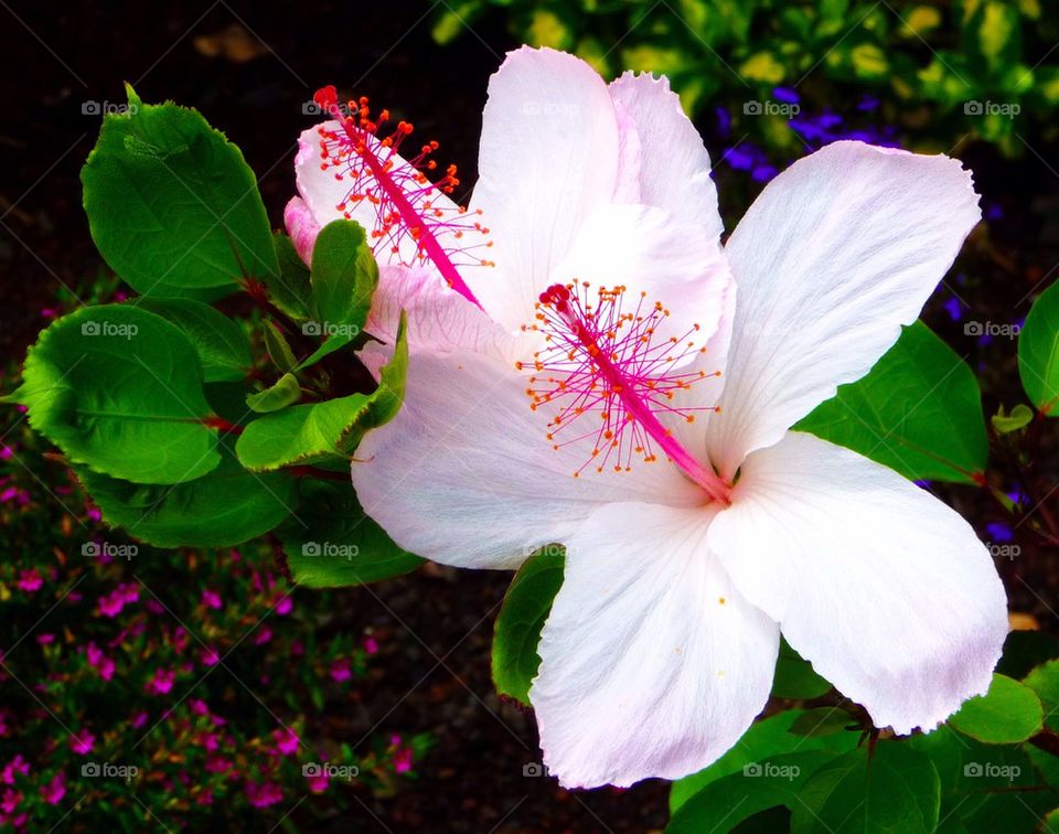 Pretty in pink