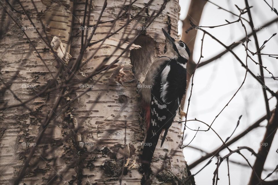 a portrait of a great spotted woodpecker pecking a hole in a birch tree trunk. the dendrocopos major is creating a nest by drilling in the wood.