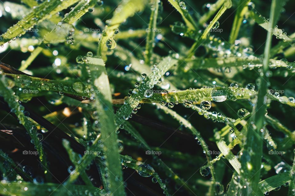 Dew Drops 